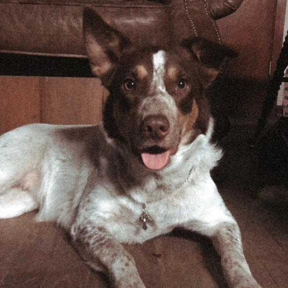 Meet your Posher, Abby - Picture 1 of 1